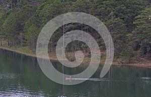 Forrest of green pine trees