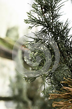 Forrest green pine trees after the rain