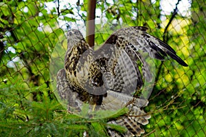 Forrest Hawk - Buteo buteo - Kane lesni