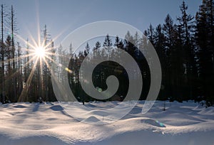 Forrest near the german city Braunlage in winter with lensflare