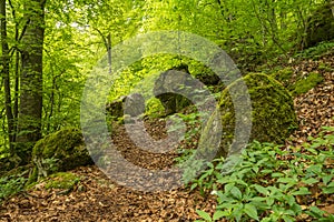 Forrest path at Uracher WasserfÃÂ¤lle, Bad Urach, Germany
