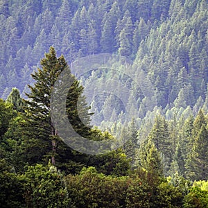 Forrest of Pine Trees