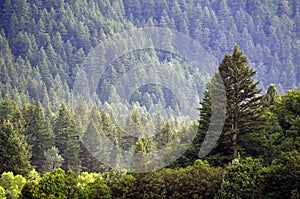 Forrest of Pine Trees