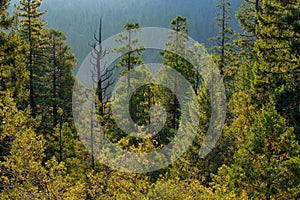 Forrest of pine trees on mountainside with rain