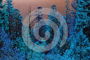 Forrest of pine trees on mountainside with rain