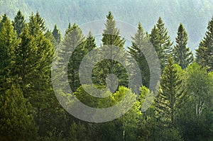 Forrest of Pine Trees in Rain