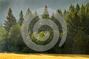 Forrest of Pine Trees in Rain