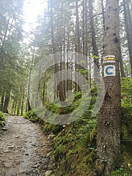 Forrest road designations on tree in Slovakia for walking and cycling tourists photo