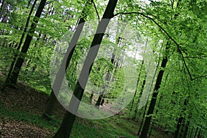 Forrest in spring with fresh green leaves