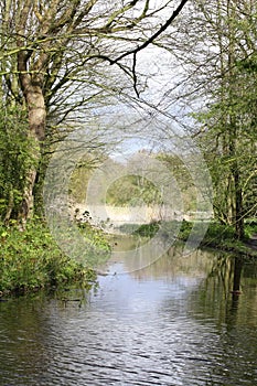 Forrest stream with curves