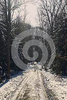 Forrest track through the forrest of St. Poelten in winter season photo