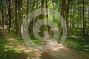 Forrest Trail with Two Worn Footpaths Sun Reflecting Through the Trees in Scotlands Forrests