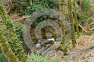 Forrest Walk at Aira Force Waterfalls