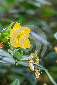 Forrests tutsan Hypericum forrestii cup-shaped yellow flower