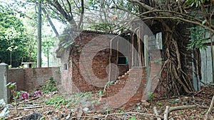 In an abandoned military dependent\'s village in Taiwan, giant trees coexist with old brick walls. photo