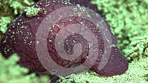 Forsskal`s pleurobranch Pleurobranchus forskalii on the sand near the hole in Zulu sea Dumaguete