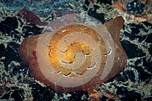 ForsskÃ¥l\'s Pleurobranch Pleurobranchus forskalii