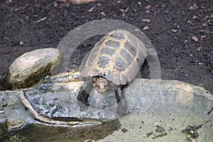 Forsten`s tortoise Indotestudo forstenii
