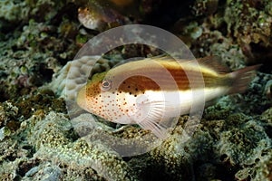 Forster's Hawkfish, Kapalai Island, Sabah