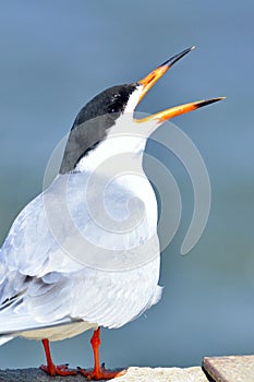 Forster's Tern
