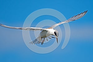 Forster's Tern In Flight