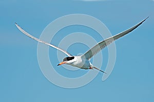 Forster's Tern In Flight
