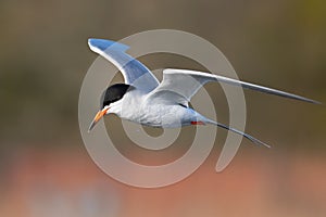 Forster`s Tern In Flight