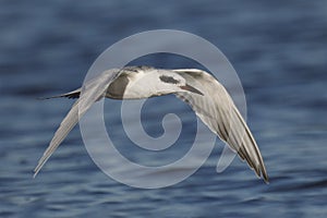 Forster`s Tern in flight in winter