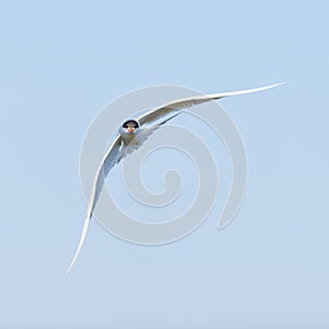 Forster's Tern in fright