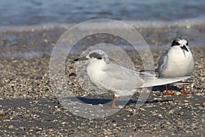 Forster`s Tern immature sterna forsteri