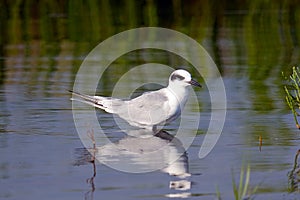 Forster's Tern Juvenile