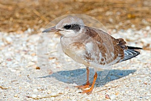 Forster's Tern Juvenile