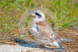 Forster's Tern Juvenile With Fish