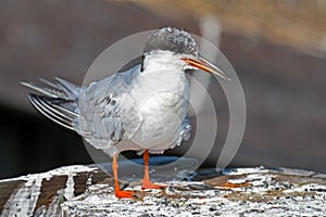 Forster's Tern Juvenile
