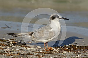 Forster`s Tern in non-breeding plumage - Florida