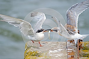 Forster's Tern's