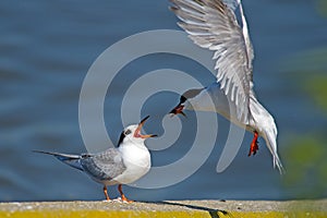 Forster's Tern's