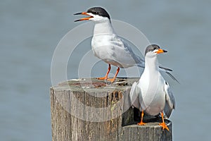 Forster's Tern's