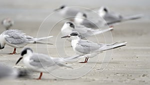 Forster`s Tern seagull on Hilton Head Island Beach, South Carolina
