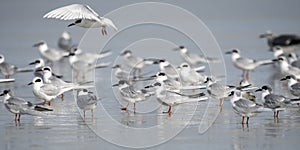 Forster`s Tern seagulls on Hilton Head Island Beach, South Carolina