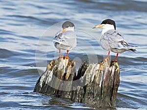 Forster`s Tern