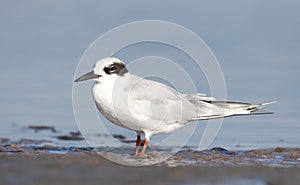 Forster's Tern, Sterna forsteri