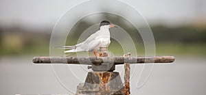 Forster's tern - Sterna forsteri