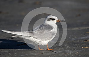 Forsters Tern on Hilton Head Island Beach, South Carolina