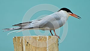 Forster`s Tern Sterna forsteri