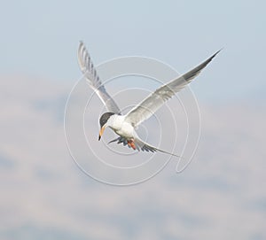 Forster's tern (Sterna forsteri) in flight