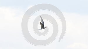 Forster`s Tern Sterna forsteri Flying Against a Cloudy Blue Sky