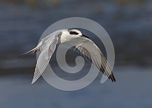 Forster`s Tern Sterna forsteri, nonbreeding in flight