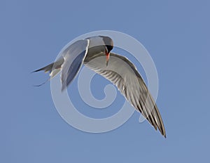 Forsters Tern hovering and foraging for fish