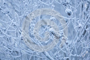 Forsty bush at winter